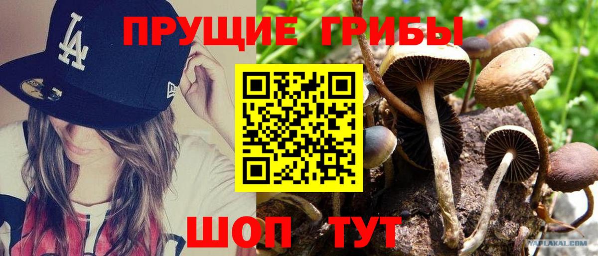 Галлюциногенные грибы Cubensis Стрежевой